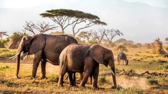 Discover-the-Magic-of-a-Bespoke-Safari-with-Adventure-Bats Hotels Booking Trips