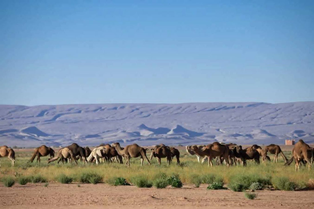 Zagora Morocco Sahara Desert Tours 