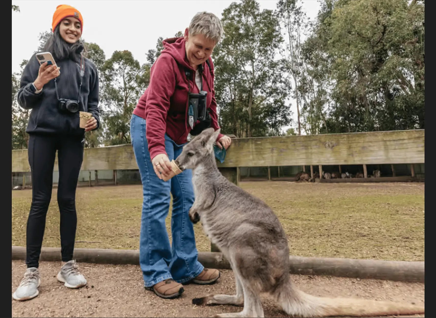 Where are kangaroos usually found in Australia