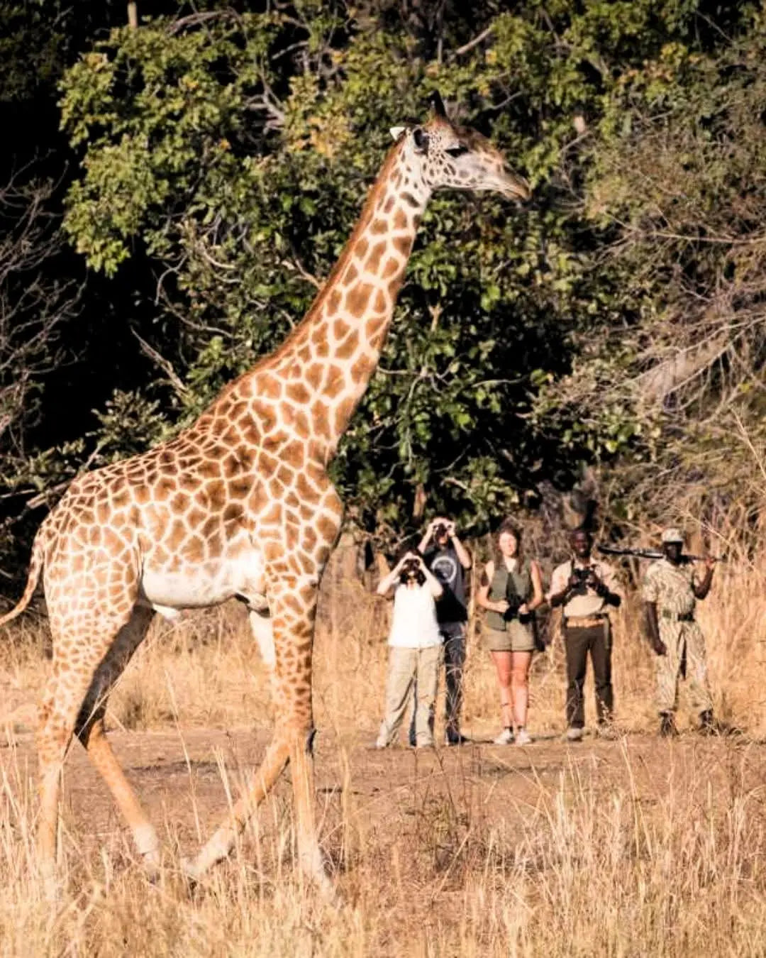 South Luangwa National Park in Zambia