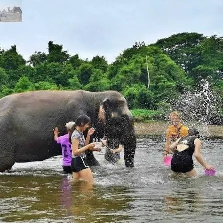 Thailand elephant sanctuary Bangkok What to Expect on a Day Trip
