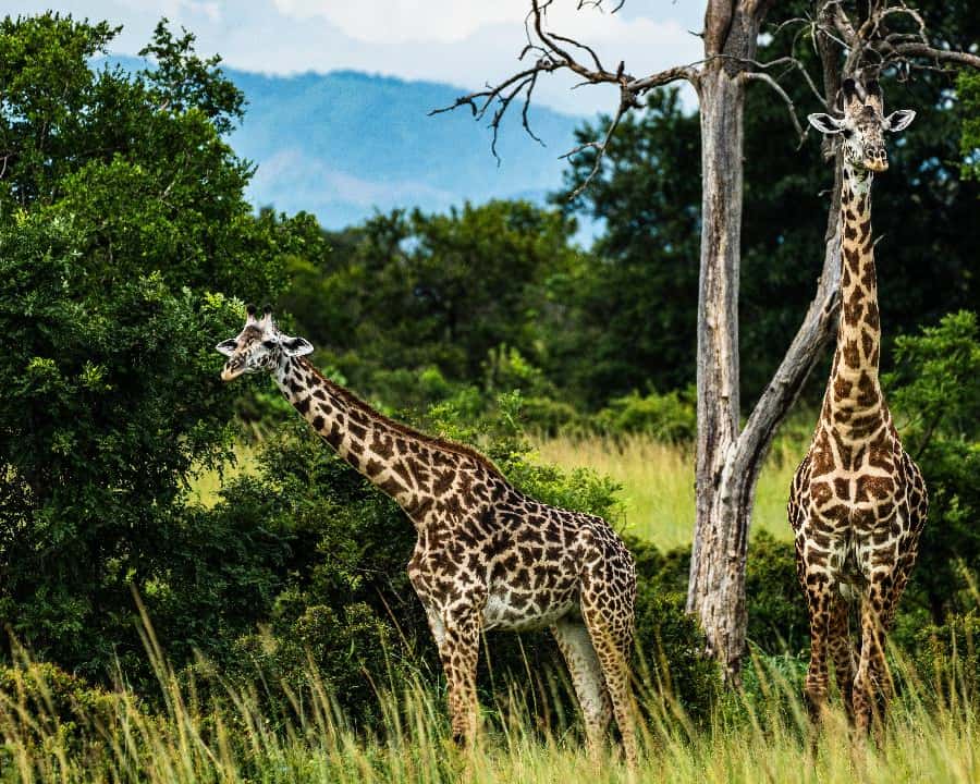 From Zanzibar: Mikumi Safari Day Trip with Flights and Lunch Hotels Booking Trips