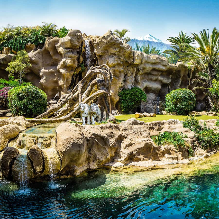 Tenerife: Loro Parque Entry Ticket Hotels Booking Trips