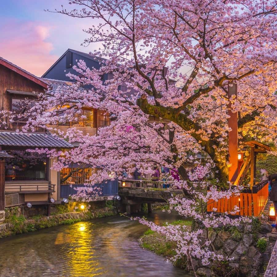 Kyoto: Gion Geisha District & Hidden Gems Walking Tour Hotels Booking Trips