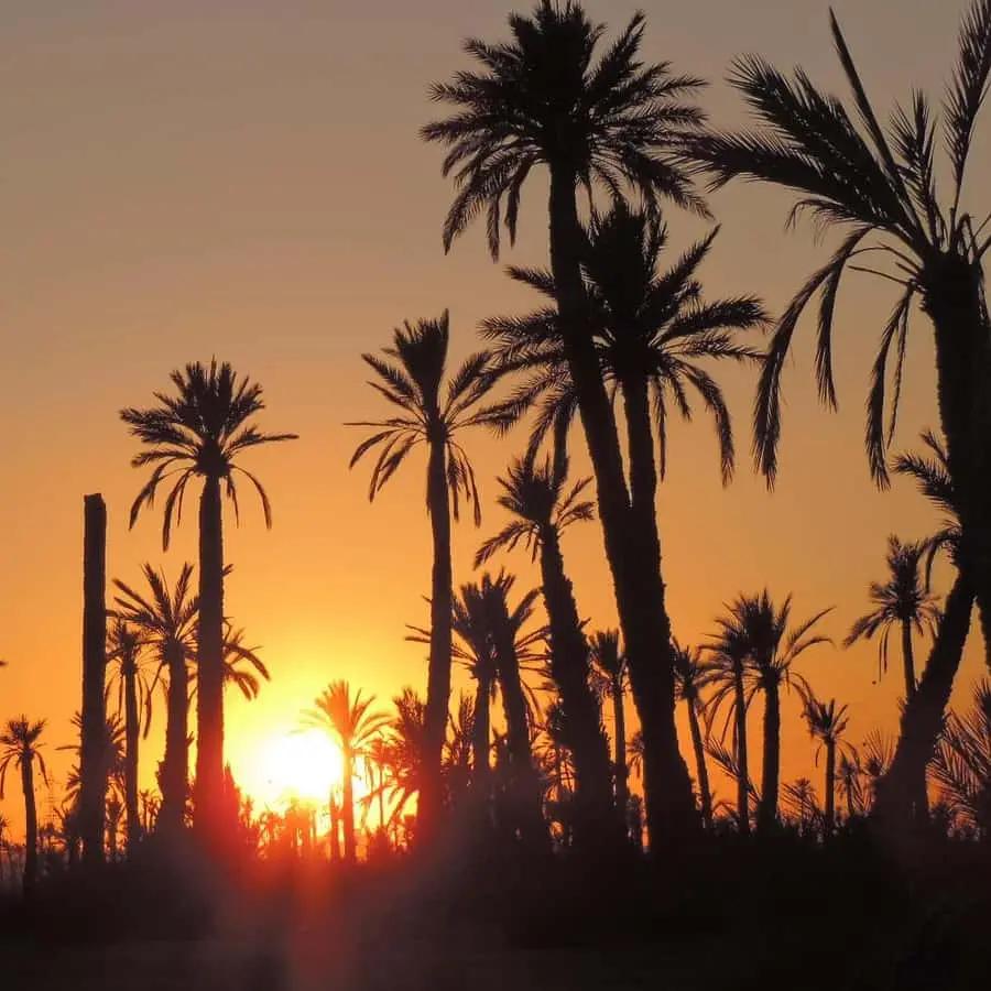 Marrakech: Dunes of the Palmeraie Quad Bike Ride with Tea Hotels Booking Trips
