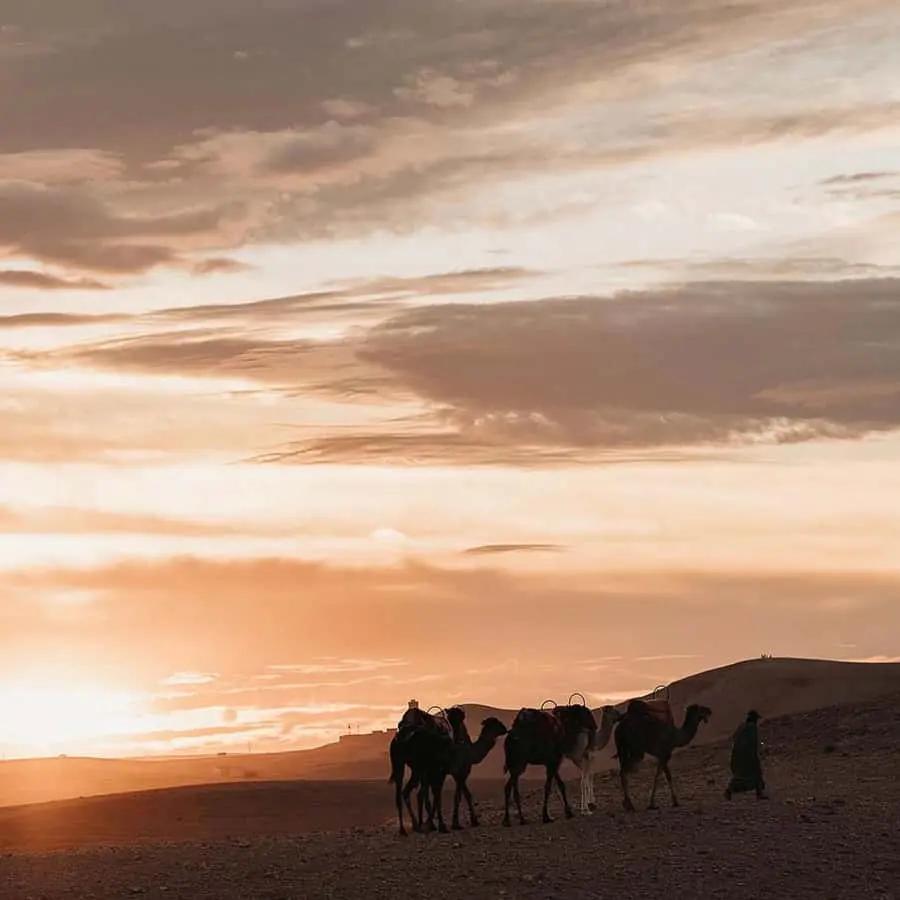 Marrakech: Agafay Desert Sunset, Camel Ride, and Dinner Show Hotels Booking Trips