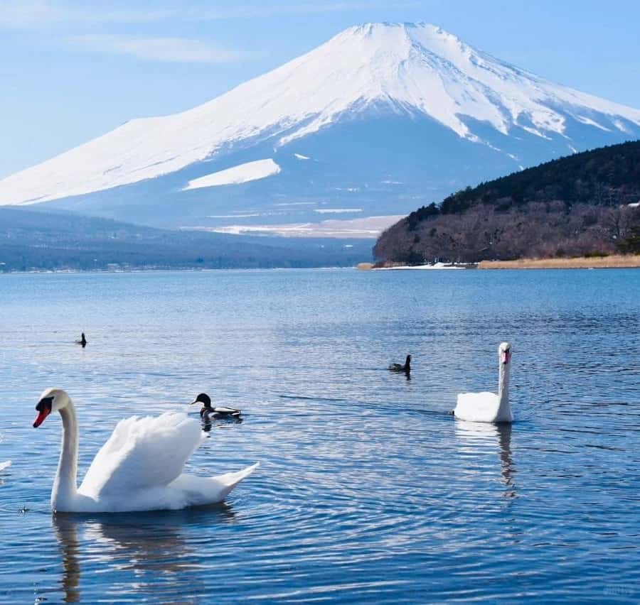 Tokyo: Mt. Fuji Tour, Hakone Ropeway, Owakudani, Lake Ashi Hotels Booking Trips