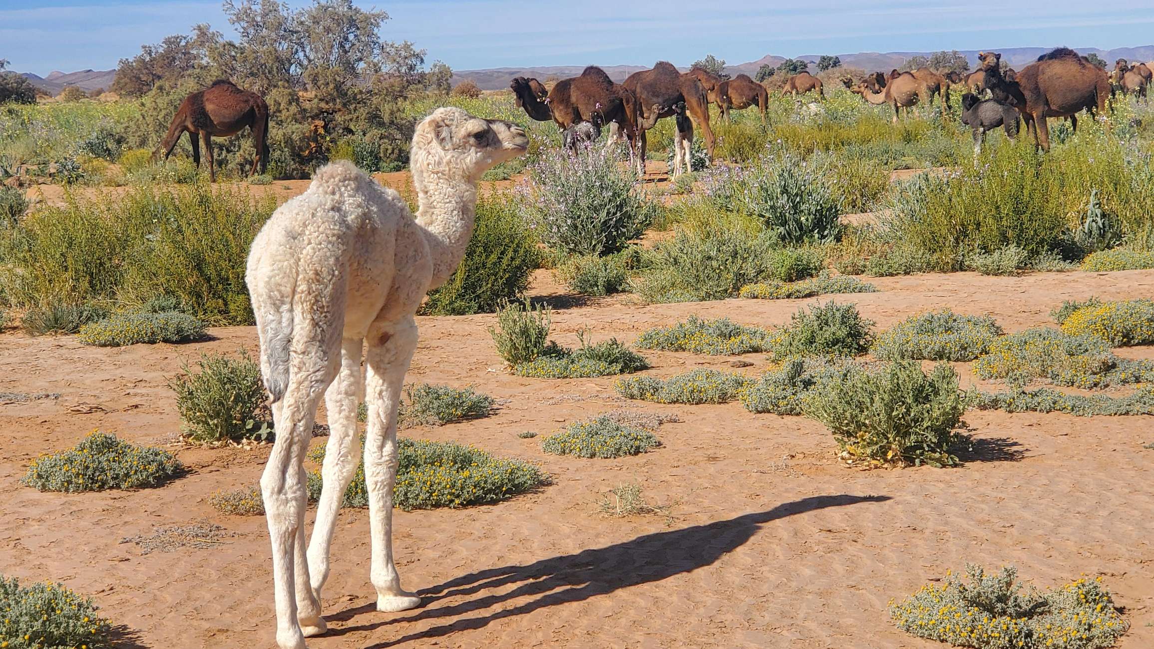 Merzouga: Erg Chebbi Dunes 4x4 Desert Tour Hotels Booking Trips
