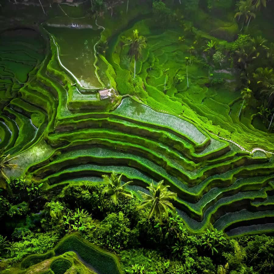 Ubud All Inclusive Tour with Optional Lunch Hotels Booking Trips