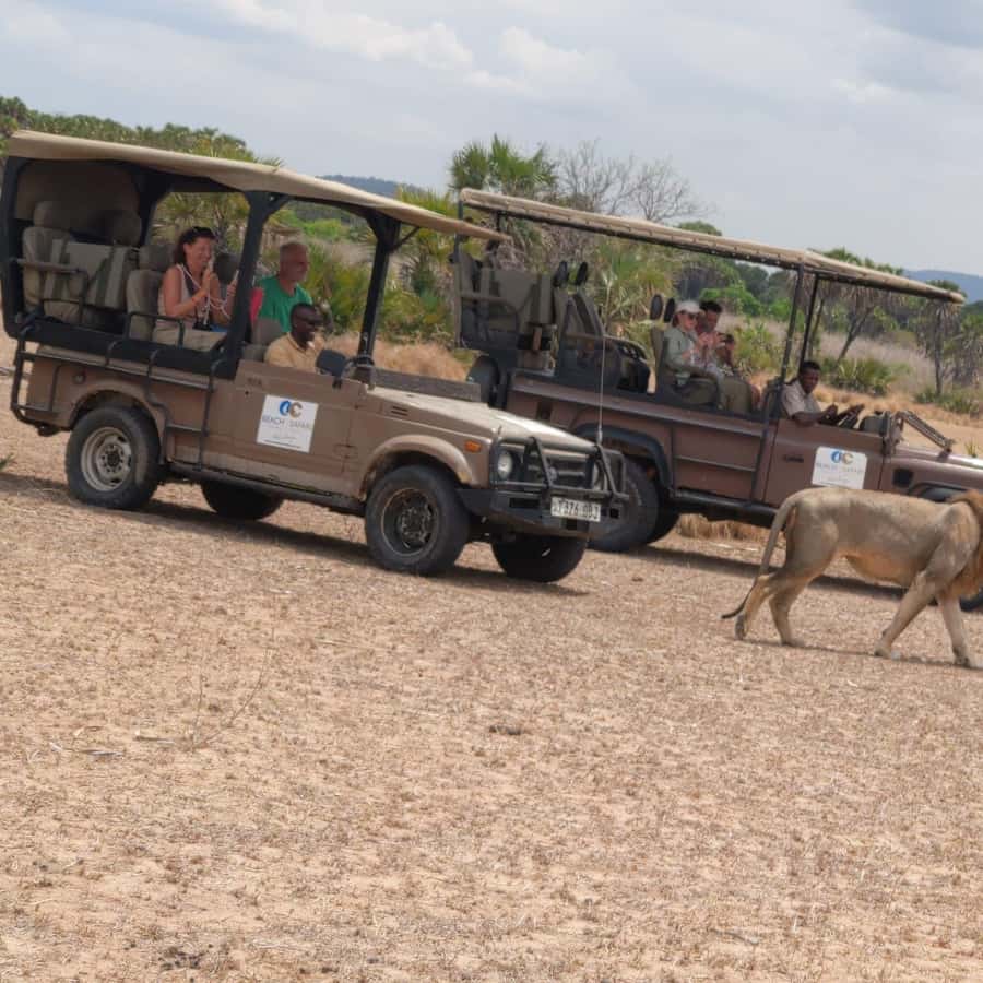 From Zanzibar: Mikumi Safari Day Trip with Flights and Lunch Hotels Booking Trips