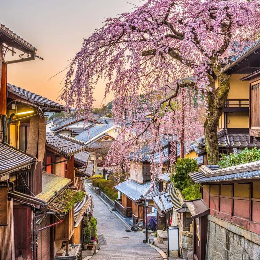 Kyoto: Gion Geisha District & Hidden Gems Walking Tour Hotels Booking Trips