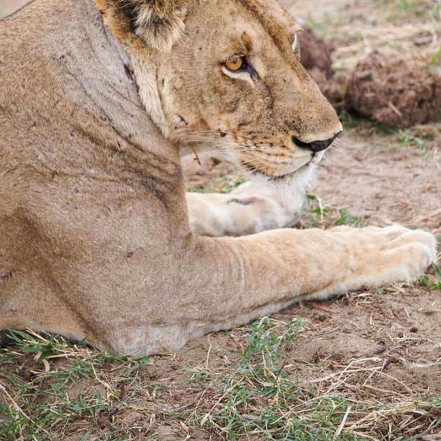 From Zanzibar: Mikumi Safari Day Trip with Flights and Lunch Hotels Booking Trips