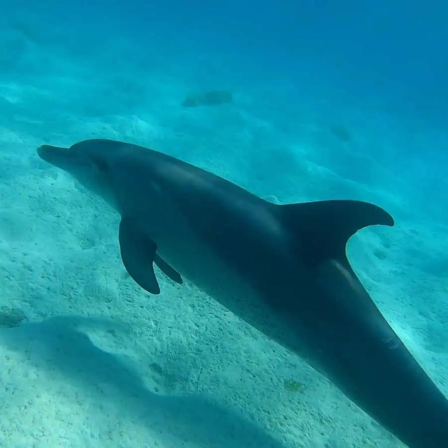 Hurghada: 3 Islands, Dolphins & Snorkel Yacht Trip w/ Lunch Hotels Booking Trips