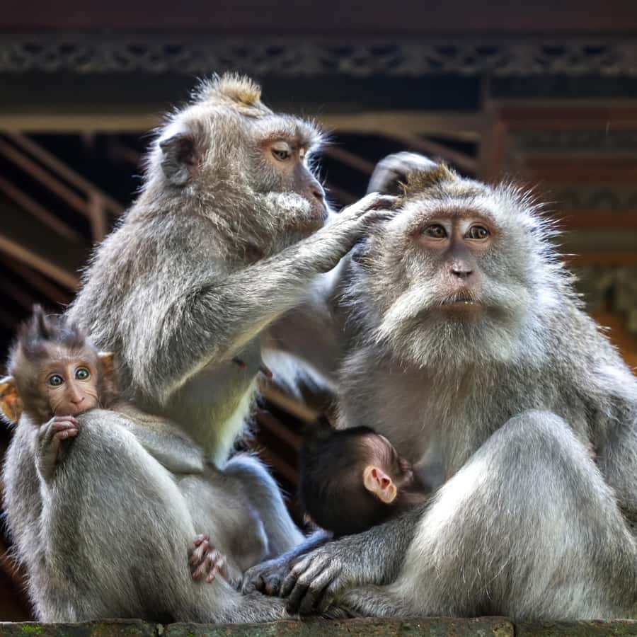 Ubud All Inclusive Tour with Optional Lunch Hotels Booking Trips