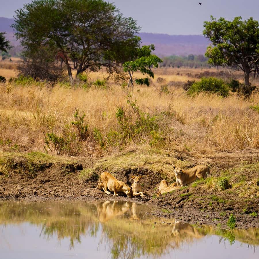From Zanzibar: Mikumi Safari Day Trip with Flights and Lunch Hotels Booking Trips