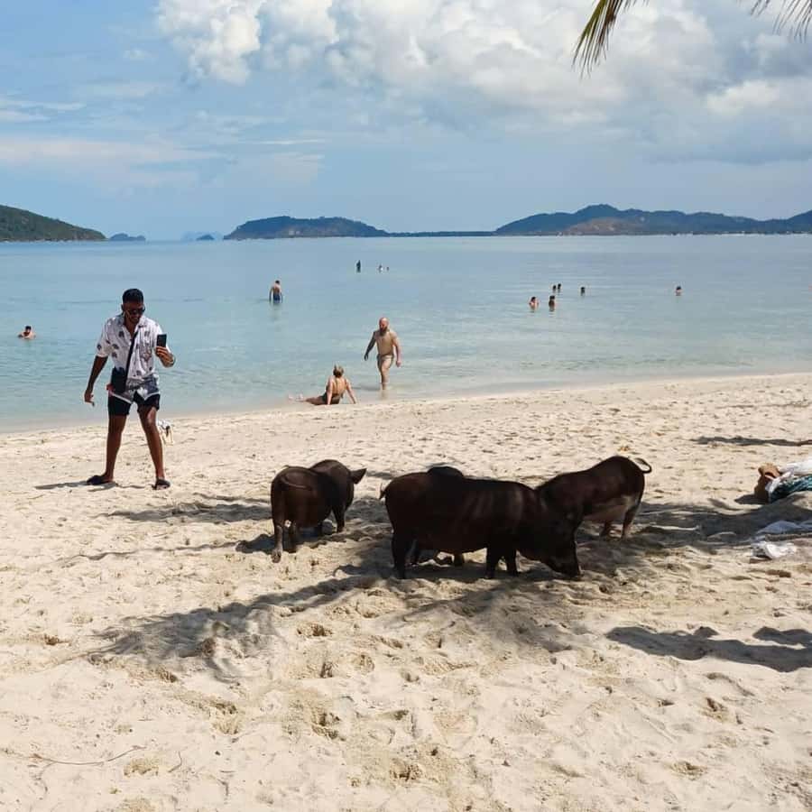 Koh Samui: Island Hopping Adventure in Coral and Pig Island Hotels Booking Trips