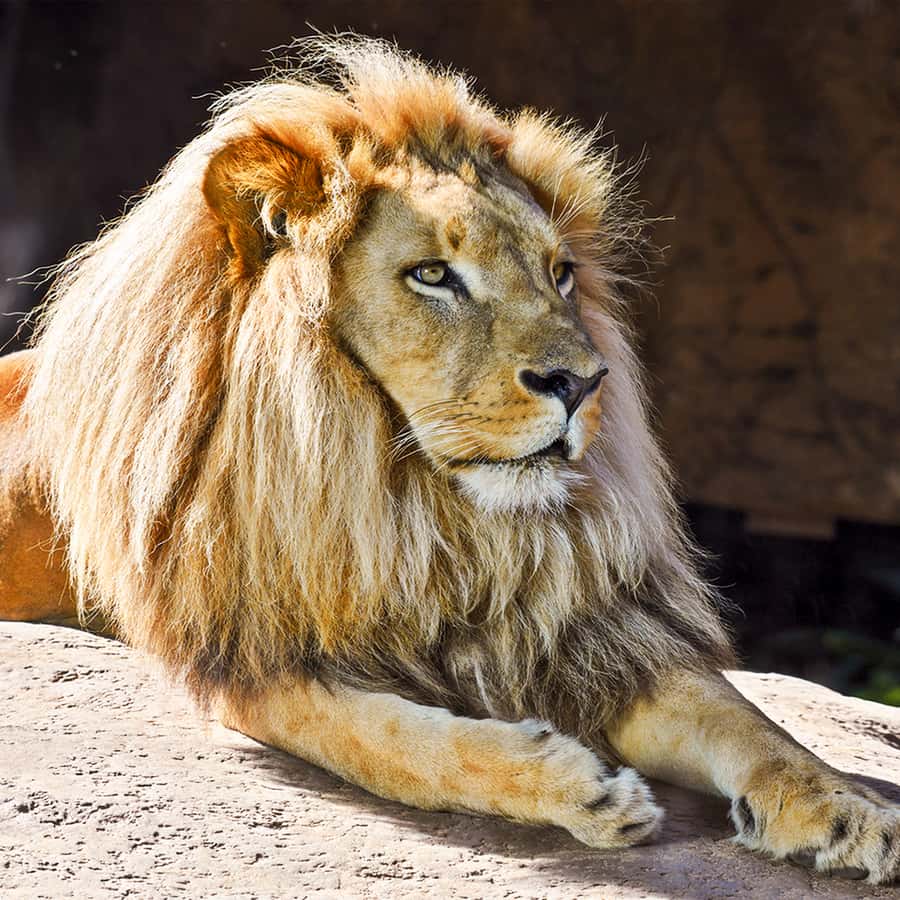 Tenerife: Loro Parque Entry Ticket Hotels Booking Trips