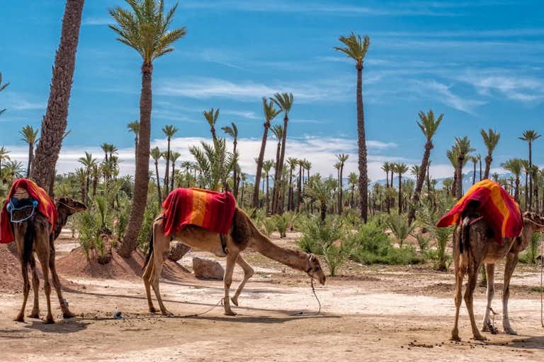 Palmeraie: Guided Quad Adventure & Camel Ride + Transfers from Marrakesh Booking hotels accommodation trip
