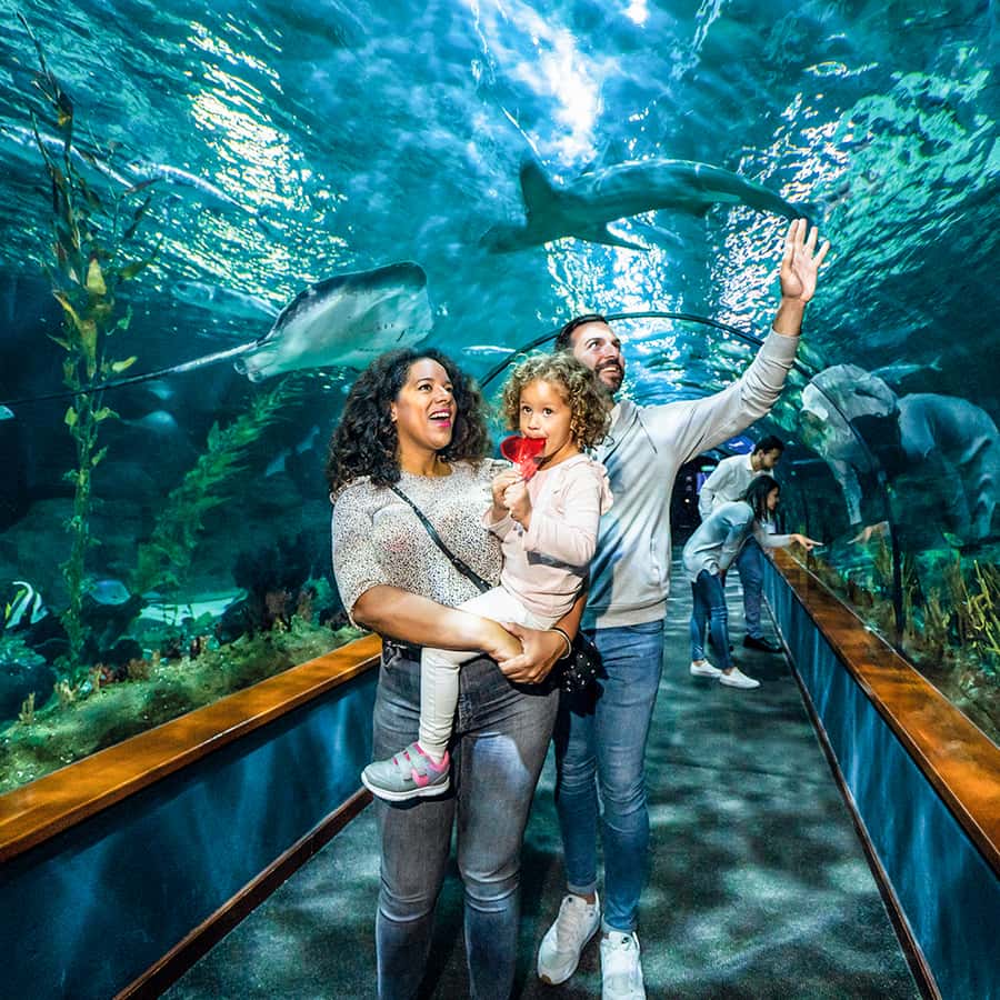 Tenerife: Loro Parque Entry Ticket Hotels Booking Trips