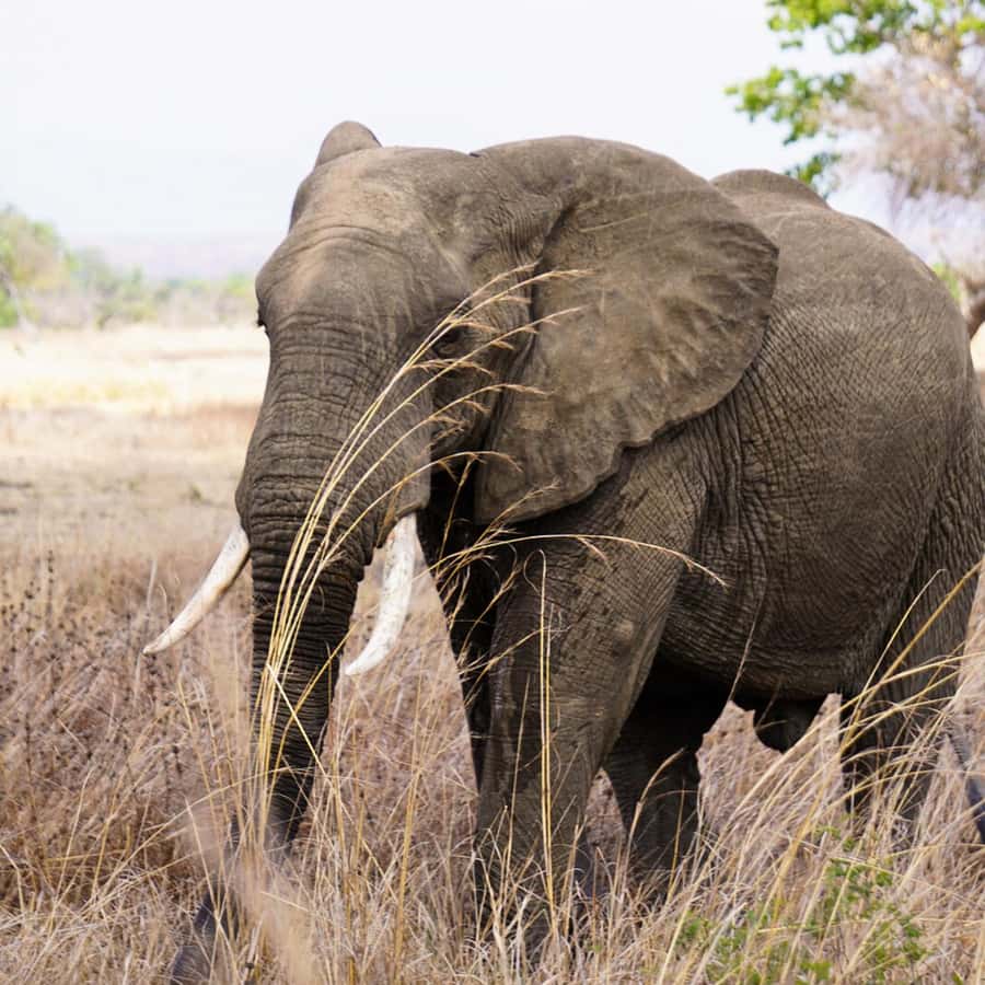 From Zanzibar: Mikumi Safari Day Trip with Flights and Lunch Hotels Booking Trips