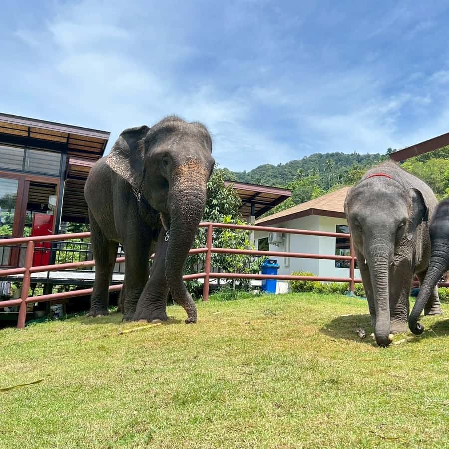 Koh Samui: Half-Day Island Highlights Tour with Hotel Pickup Hotels Booking Trips