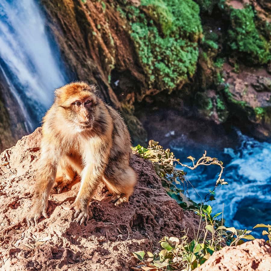 From Marrakech: Ouzoud Waterfalls Guided Hike and Boat Trip Hotels Booking Trips