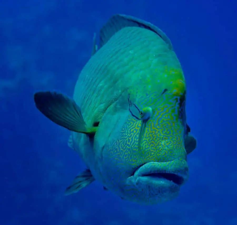 Hurghada: 3 Islands, Dolphins & Snorkel Yacht Trip w/ Lunch Hotels Booking Trips