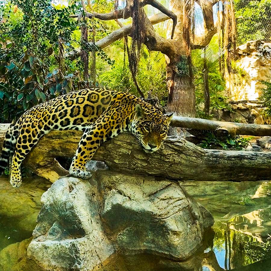 Tenerife: Loro Parque Entry Ticket Hotels Booking Trips