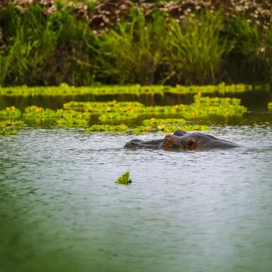 From Zanzibar: Mikumi Safari Day Trip with Flights and Lunch Hotels Booking Trips