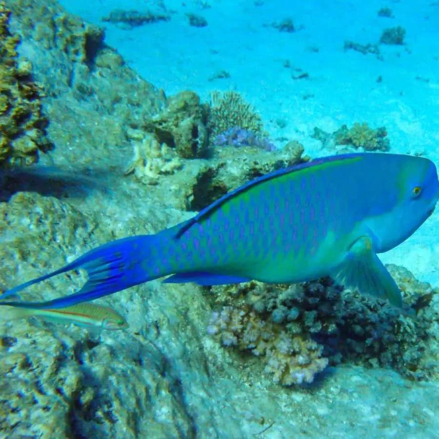 Hurghada: 3 Islands, Dolphins & Snorkel Yacht Trip w/ Lunch Hotels Booking Trips