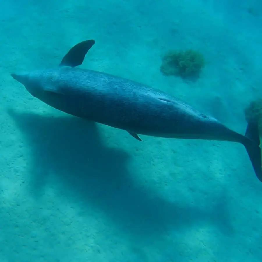 Hurghada: 3 Islands, Dolphins & Snorkel Yacht Trip w/ Lunch Hotels Booking Trips