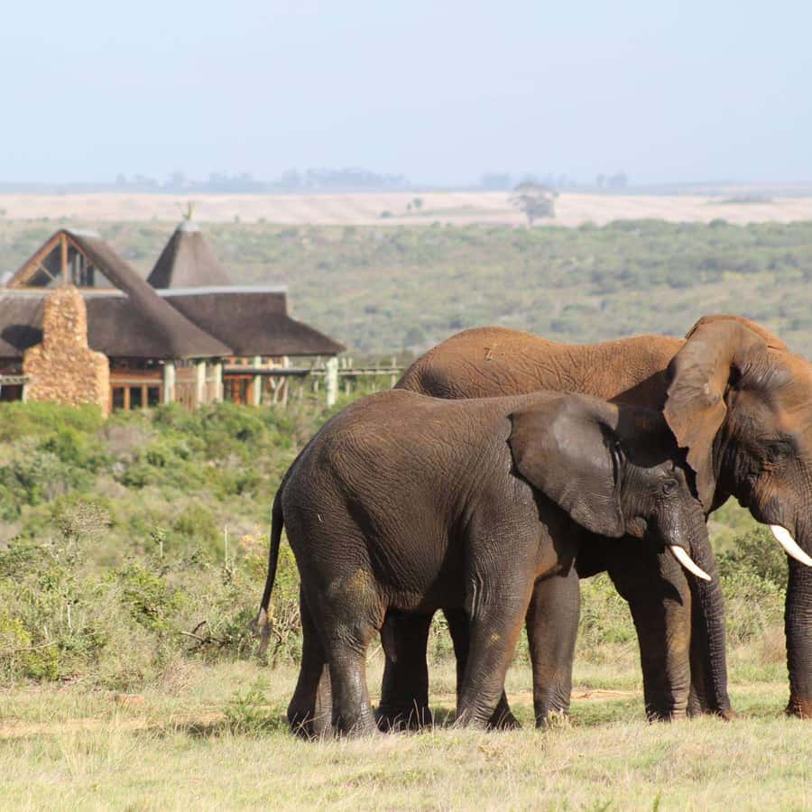 From Cape Town: 2-Day Safari at Garden Route Game Lodge Hotels Booking Trips