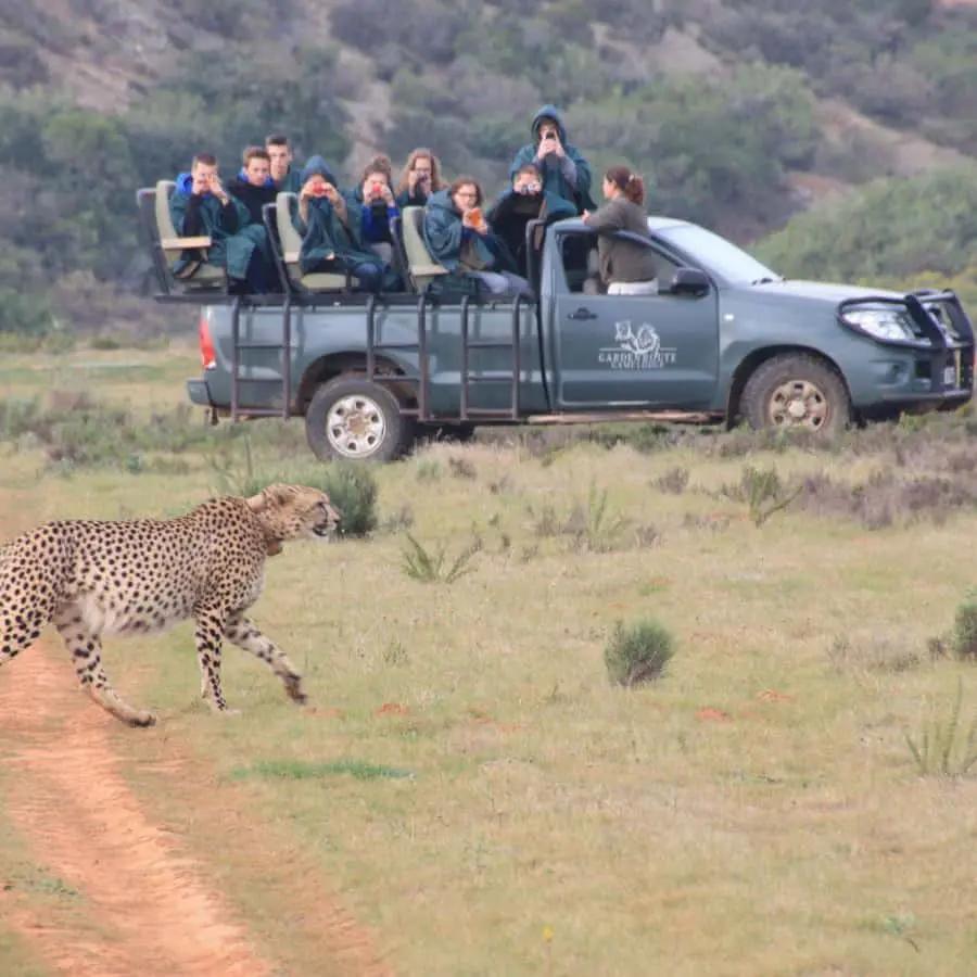 From Cape Town: 2-Day Safari at Garden Route Game Lodge Hotels Booking Trips