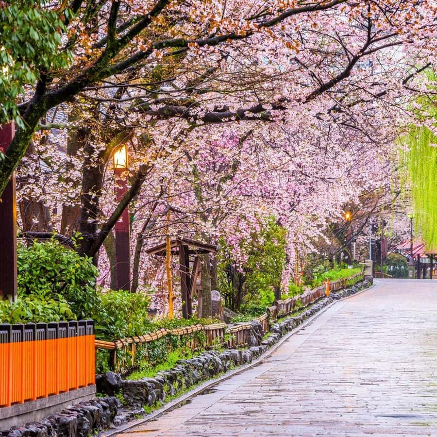 Kyoto: Gion Geisha District & Hidden Gems Walking Tour Hotels Booking Trips