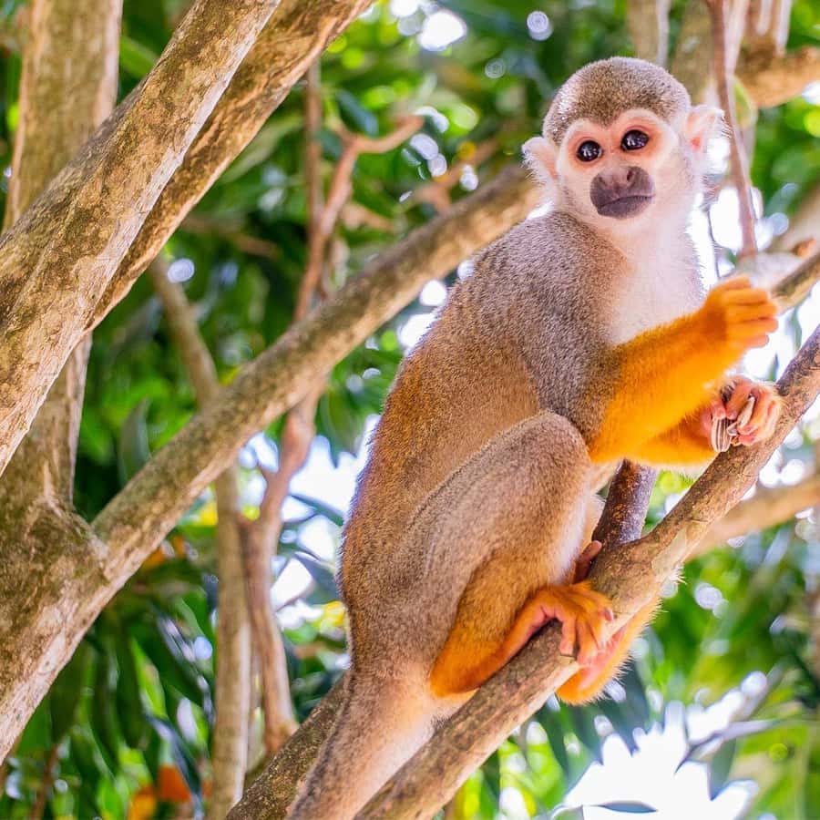 From Bayahibe Half Day Monkeyland Safari Hotels Booking Trips