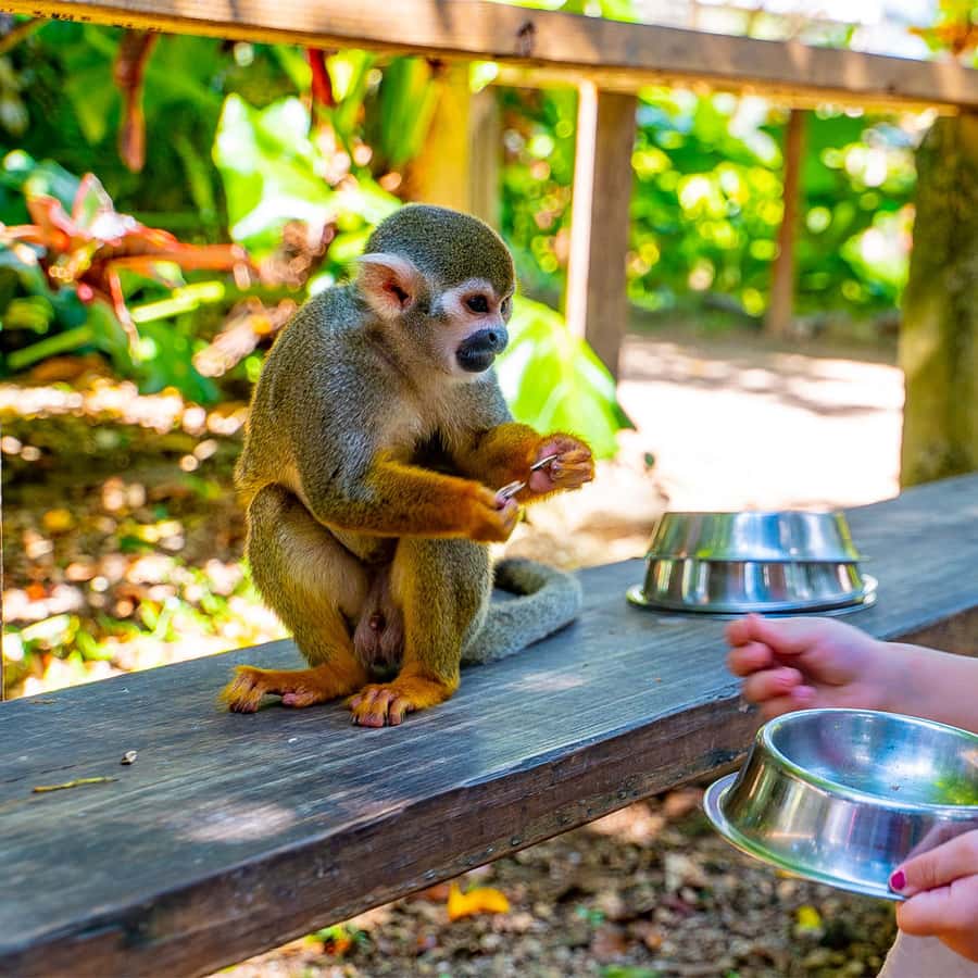 From Bayahibe Half Day Monkeyland Safari Hotels Booking Trips