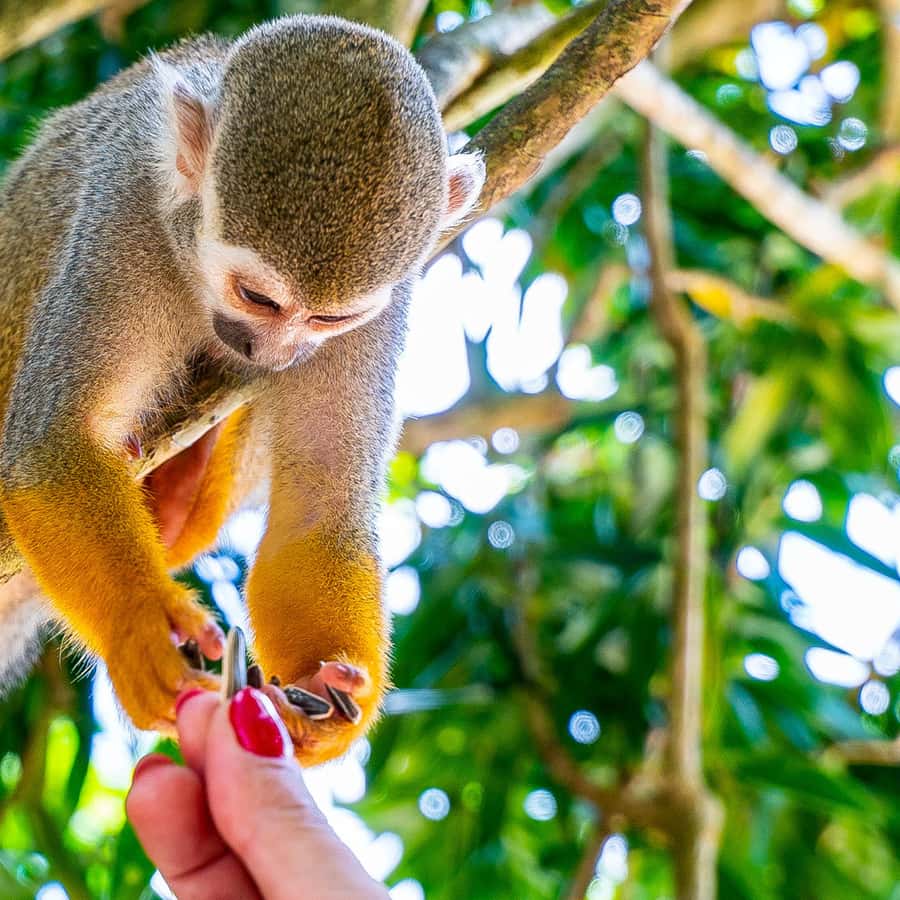 From Bayahibe Half Day Monkeyland Safari Hotels Booking Trips