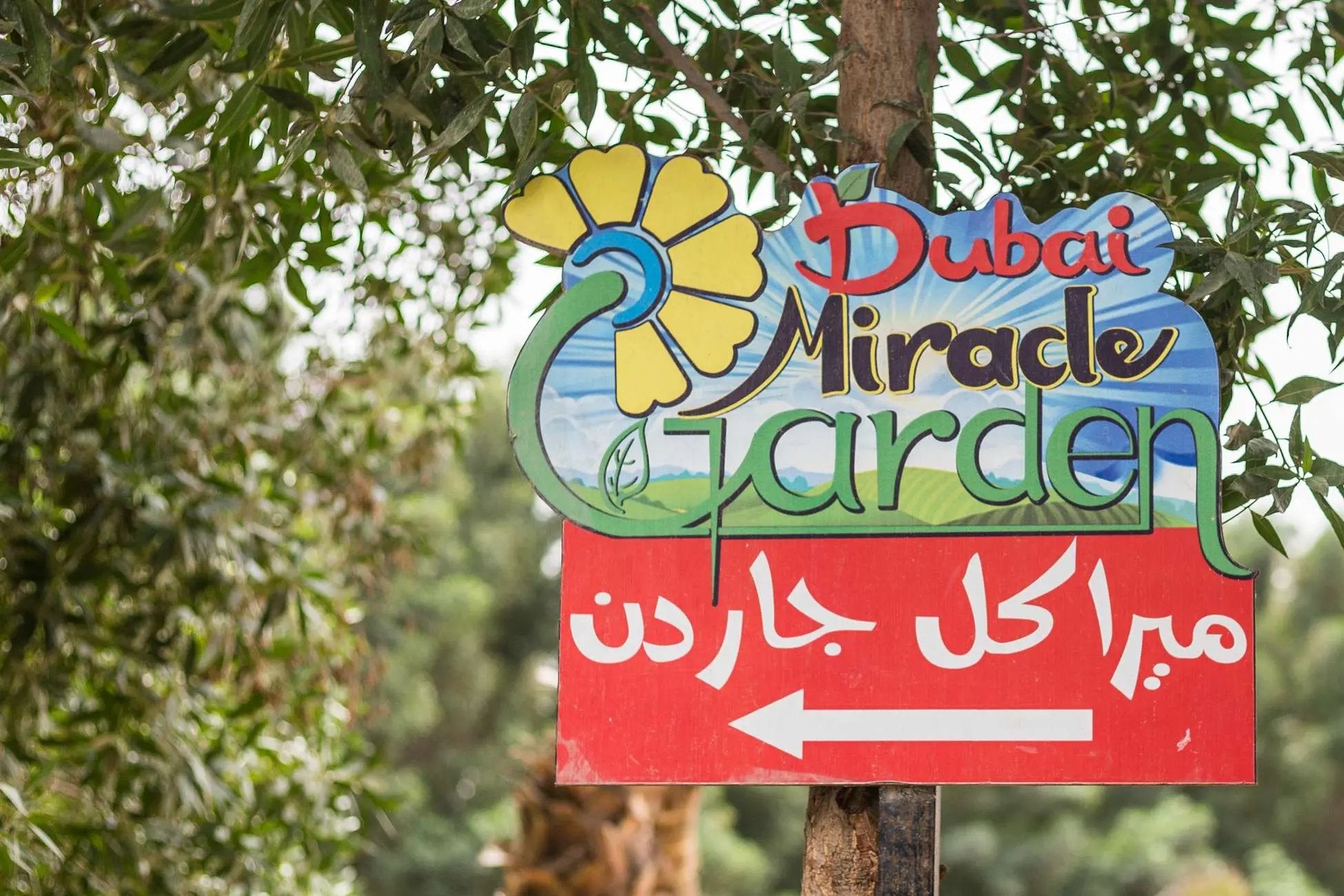 Dubai Miracle Garden Skip-the-Line Ticket & Transport Option Hotels Booking Trips