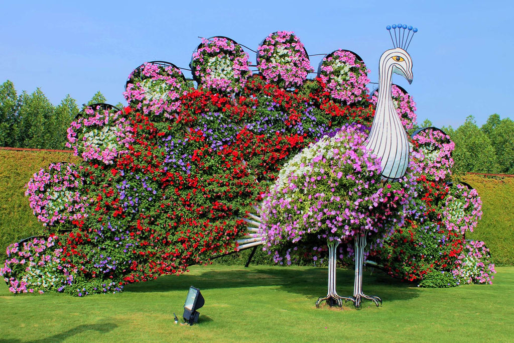 Dubai Miracle Garden Skip-the-Line Ticket & Transport Option Hotels Booking Trips