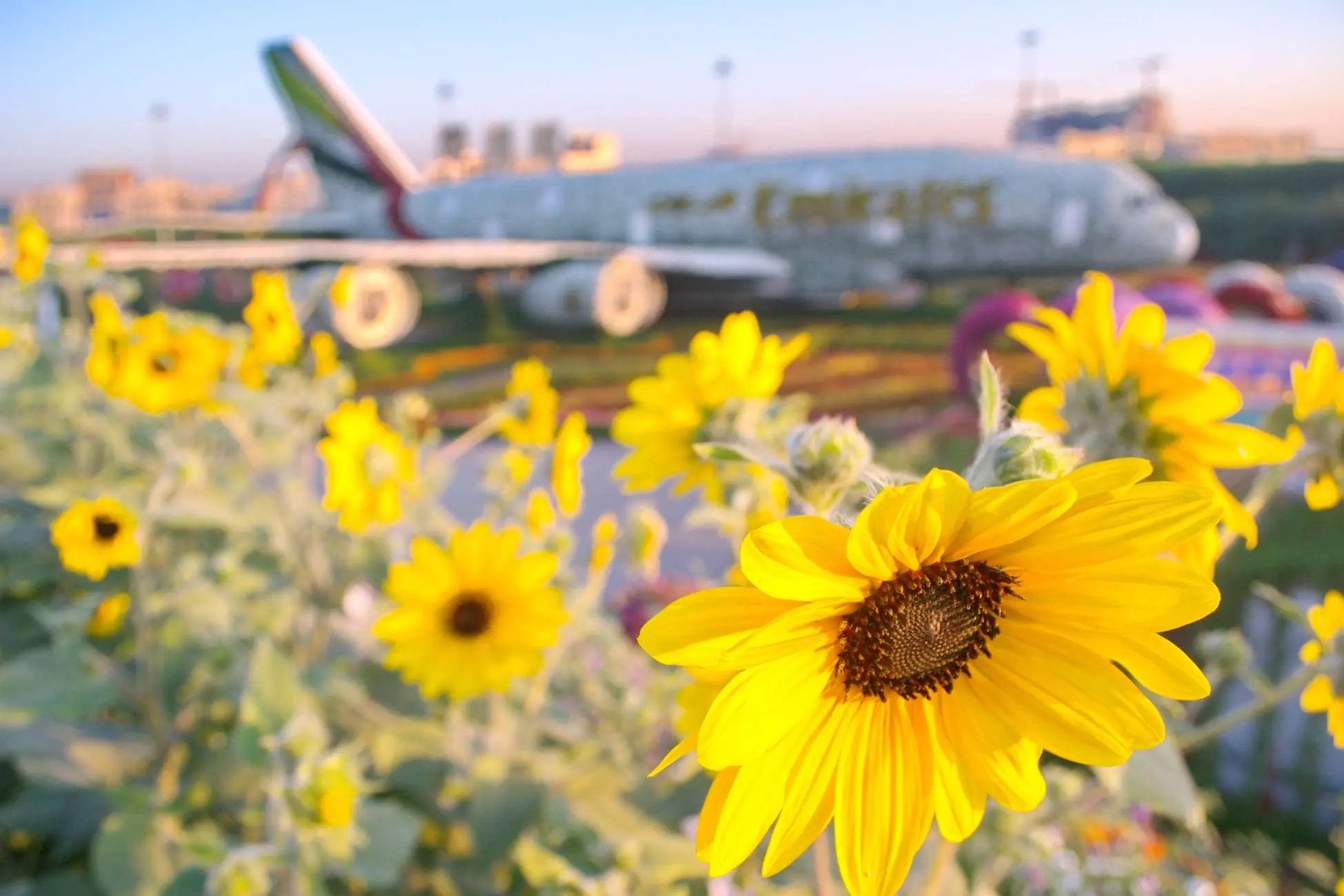 Dubai Miracle Garden Skip-the-Line Ticket & Transport Option Hotels Booking Trips