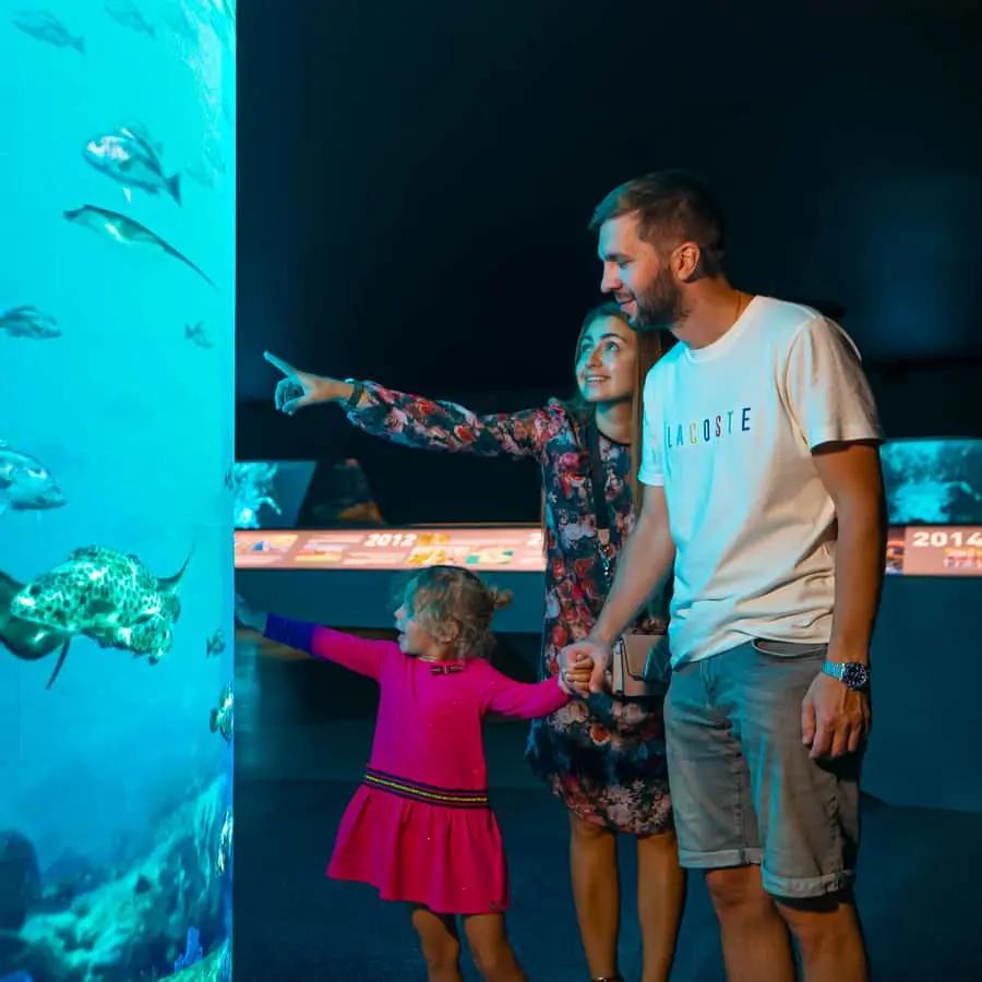 Dubai The View At The Palm Observatory Entry Ticket Hotels Booking Trips