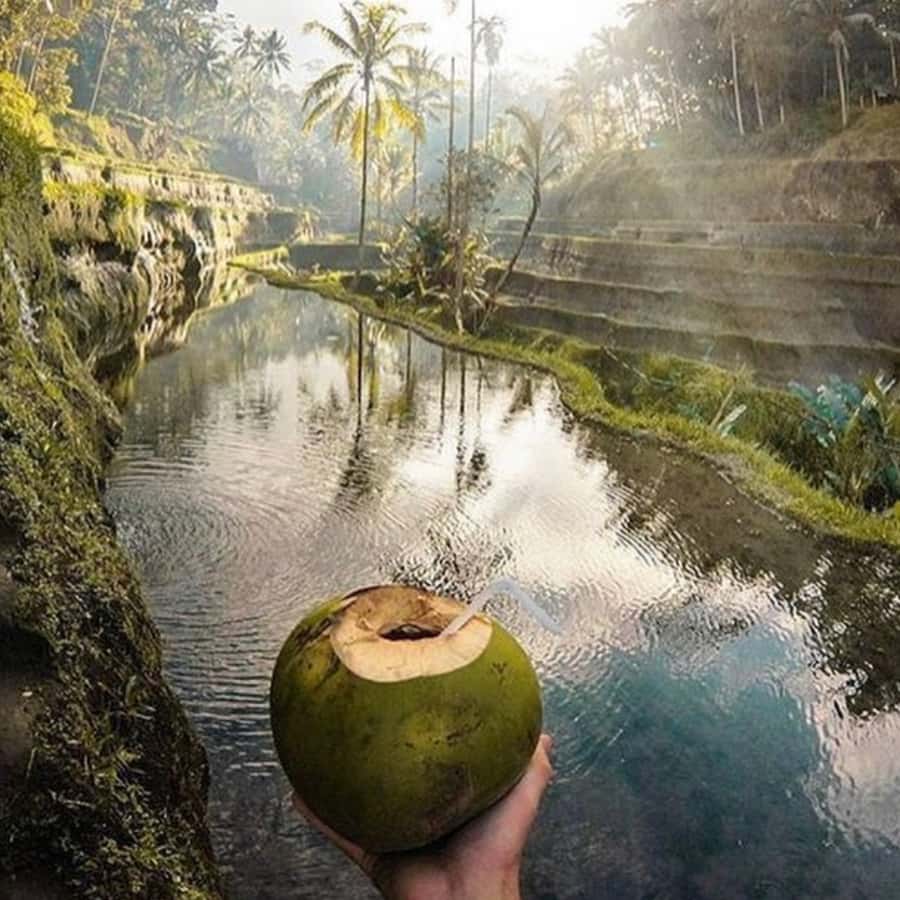 Ubud All Inclusive Tour with Optional Lunch Hotels Booking Trips