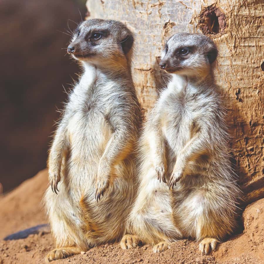 Tenerife: Loro Parque Entry Ticket Hotels Booking Trips