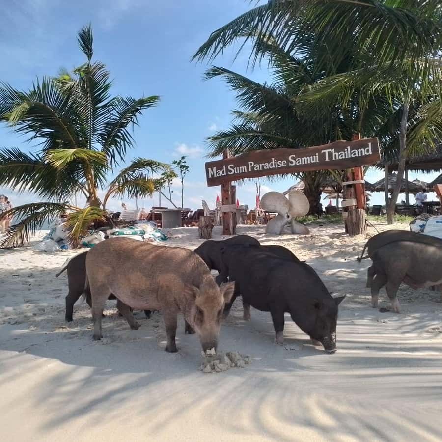 Koh Samui: Island Hopping Adventure in Coral and Pig Island Hotels Booking Trips