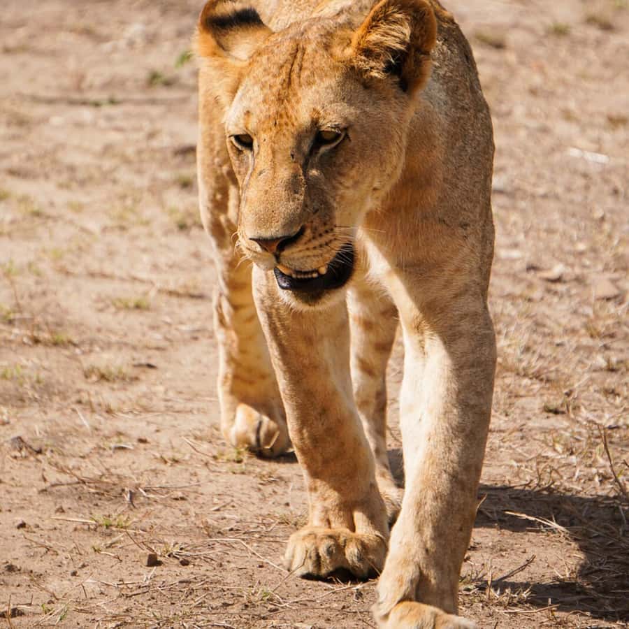 From Zanzibar: Mikumi Safari Day Trip with Flights and Lunch Hotels Booking Trips