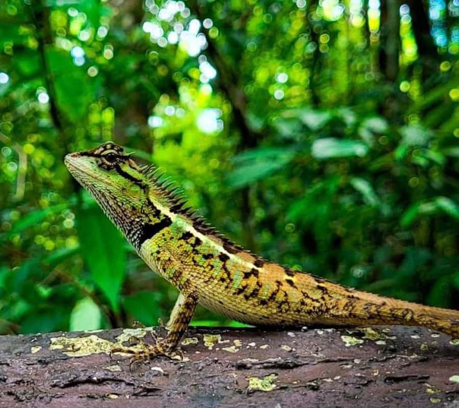 Krabi Tiger Cave, Hot Springs and Emerald Pool Jungle Tour 