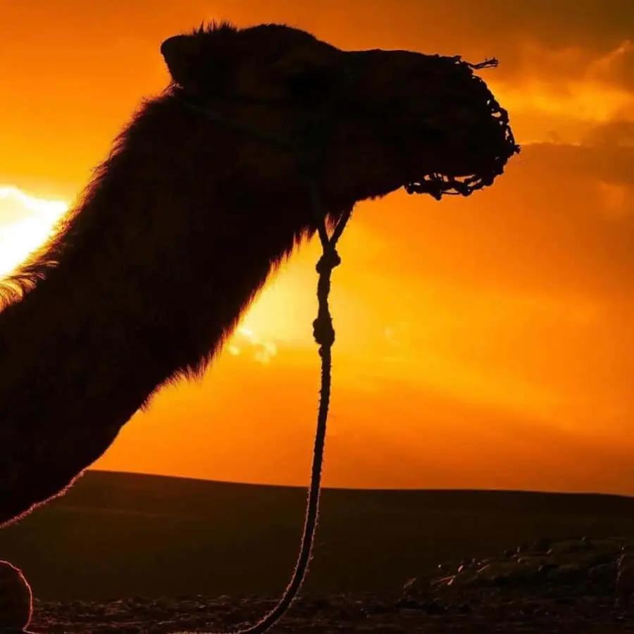 Marrakech: Agafay Desert Sunset, Camel Ride, and Dinner Show Hotels Booking Trips