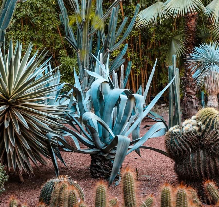 Marrakesh: Majorelle Garden Entry Tickets Hotels Booking Trips