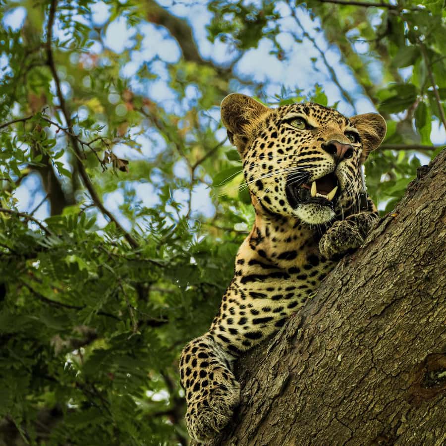 From Zanzibar: Mikumi Safari Day Trip with Flights and Lunch Hotels Booking Trips