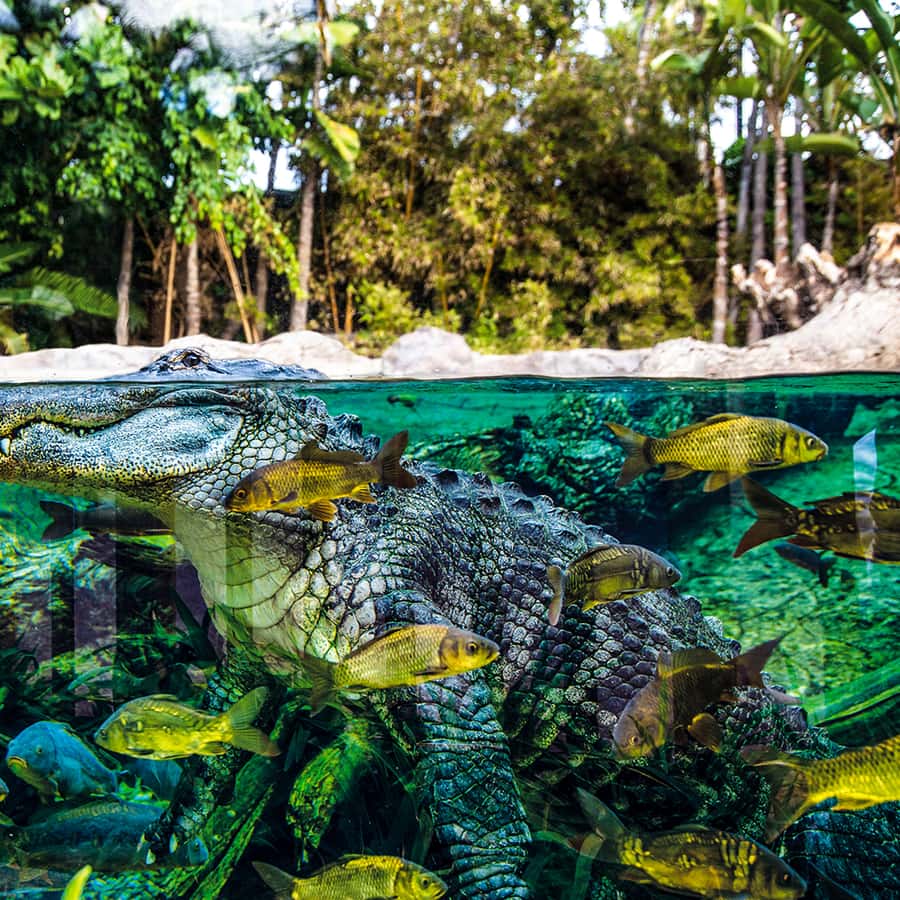 Tenerife: Loro Parque Entry Ticket Hotels Booking Trips